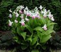Showy Lady's-slipper  ، Pink-and-white Lady's-slipper ، Queen's Lady's-slipper